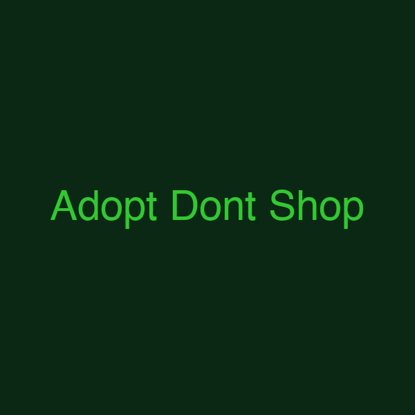 Adopt Dont Shop