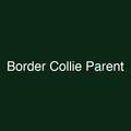 Border Collie Parent
