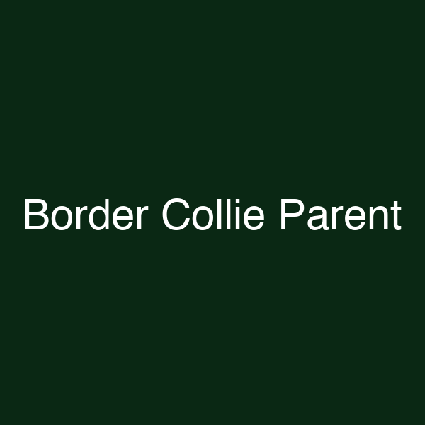 Border Collie Parent