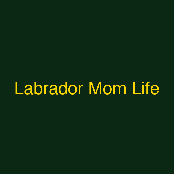 Labrador Mom Life