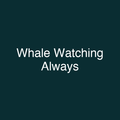 Whale Watching Always