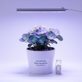 AuraPhyte Nano-Hortensie Glow-Edition